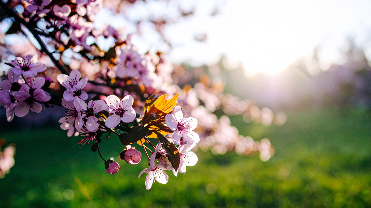 The first signs of spring